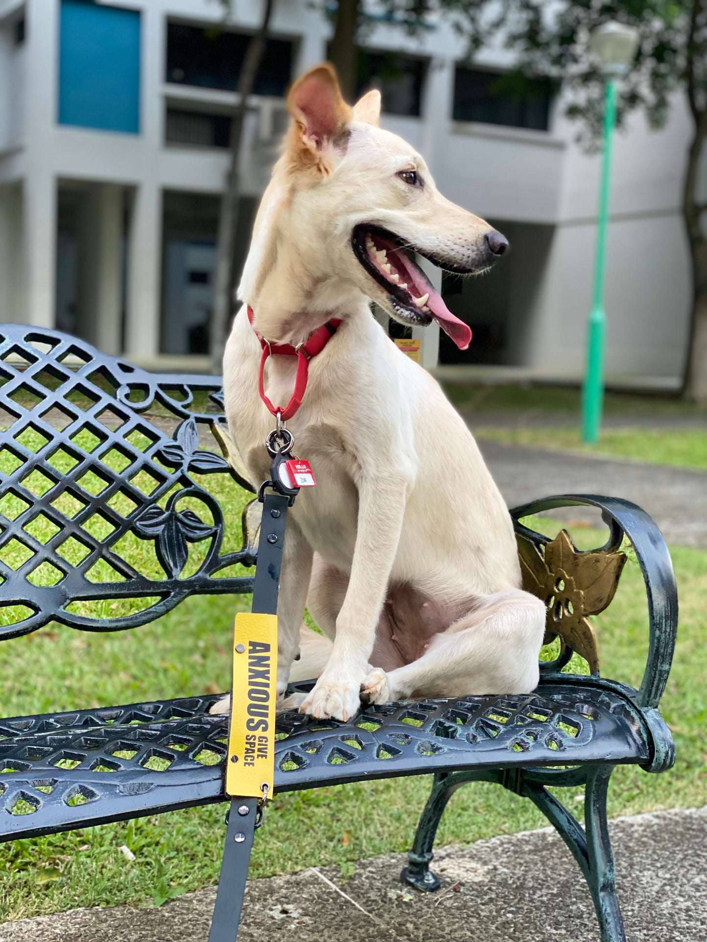 Yellow Dog Project Leash Sleeve